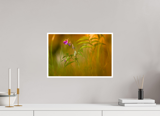 Helleborine Epipactis rouge