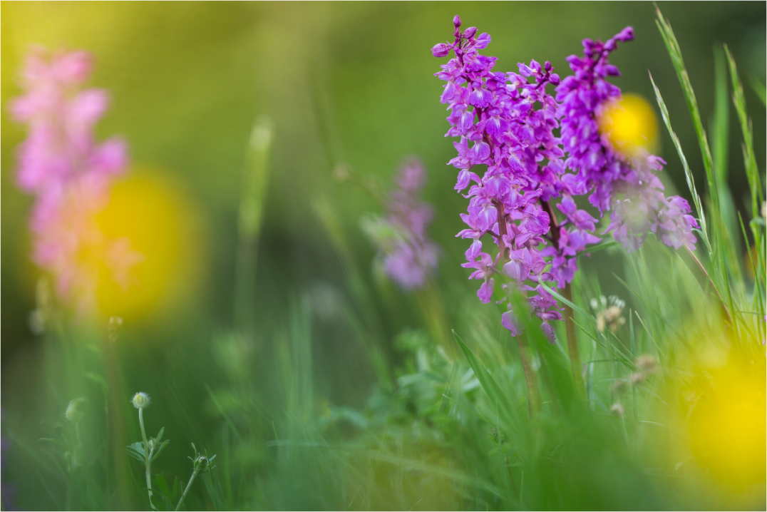 Photographies de fleurs sauvages des Alpes