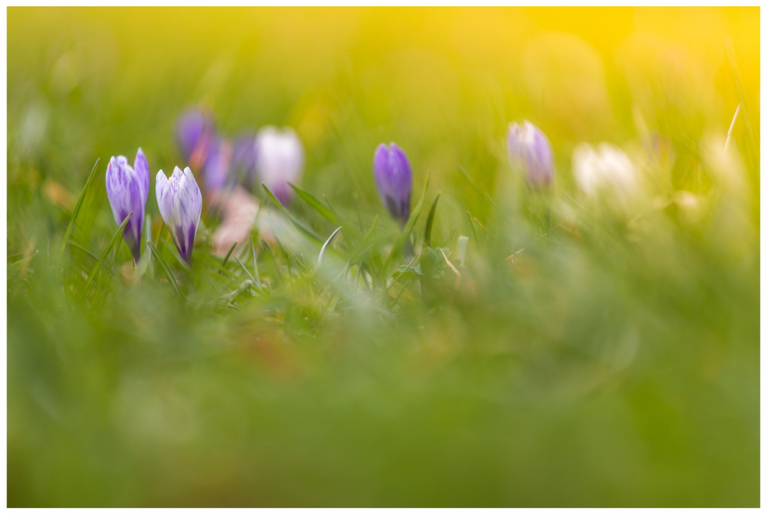 Le crocus